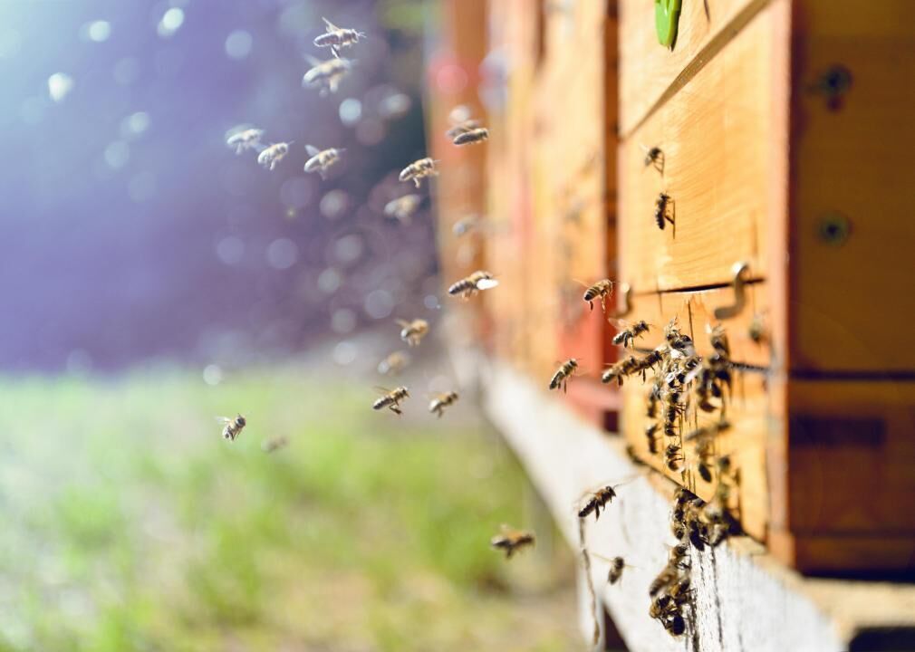 Bumblebees have big decline with climate change